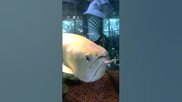 Cá rồng ngân long albino to khủng