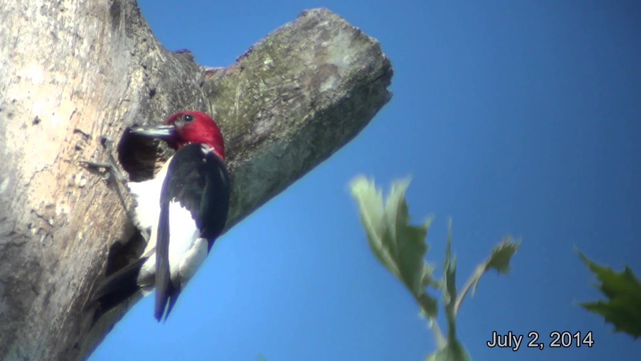 camera iphone 8 plus apk Red-headed Woodpecker nesting, Delaware county, Ohio, April-July, 2014. 8:19 min.