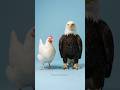 Eagle + Hen… What Happens? | Arcane Mutation