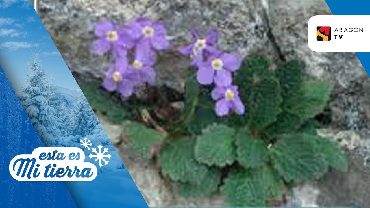 Fauna y flora pirenaicas