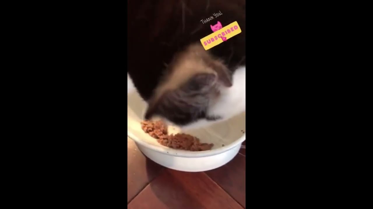 🔴 CATS EATING AND MAKING NOISE,WITH SOUND EPIC, ENTERTAINMENT