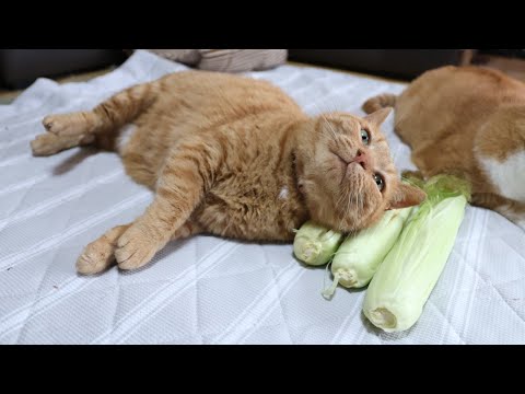 こもも子猫 ちろ枕の子猫たち 230318 - YouTube