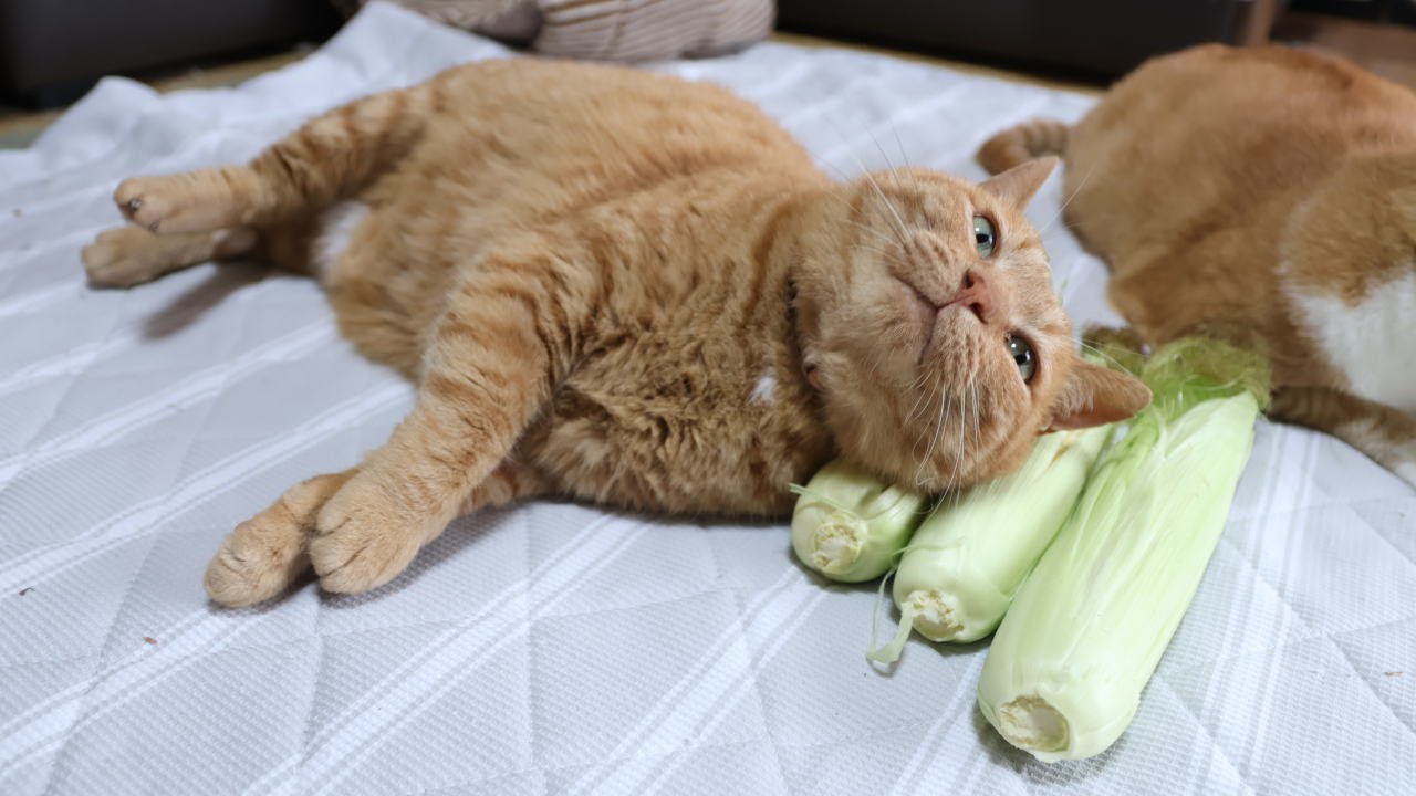 トウモロコシ枕猫 250905 - YouTube