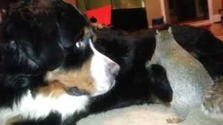 Squirrel Hides Nuts In A Bernese Mountain Dogs Fur