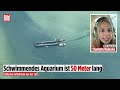 Wal-Rettung in der Ostsee: „Jetzt laufen die letzten Vorbereitungen auf Hochtouren!“ Flug über Barge