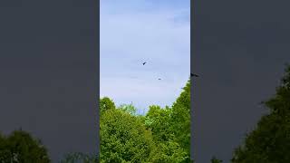 Crow Chasing Hawk (Original Sound)