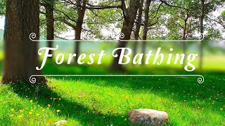 🌿🌞GOOD MORNING SPRING🌼Nature Therapy to Start Your Day w Positive Energy🌳FOREST BATHING Meditation#1