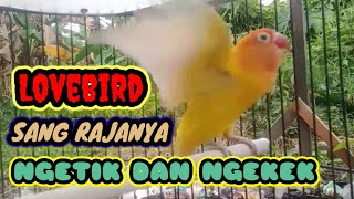Lovebird Rajanya ngetik dan ngekek jagonya buat semua Lovebird  emosi dan gacor
