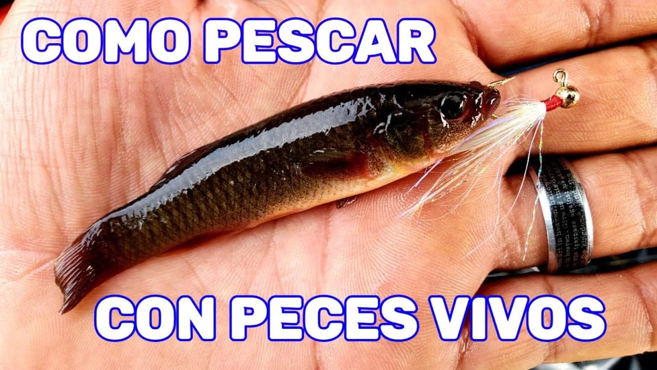 Pesca Con Carnada Viva