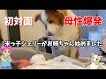 赤ちゃんと初対面で『母性爆発』！ボーダーコリーがお姉ちゃん始めました|【犬猫のシェリー＆レオ】