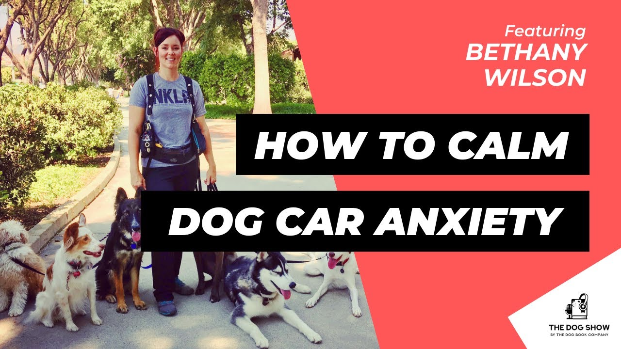 How to Calm Your Dog’s Car Anxiety with Bethany Wilson (Episode 51
