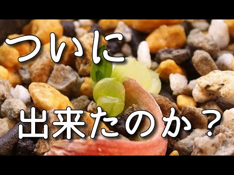 23AAA ハオルチア　多肉植物　南亜の星巨大化　自家繁殖 23AAA ハオルチア 多肉植物 南亜の星巨大化 自家繁殖