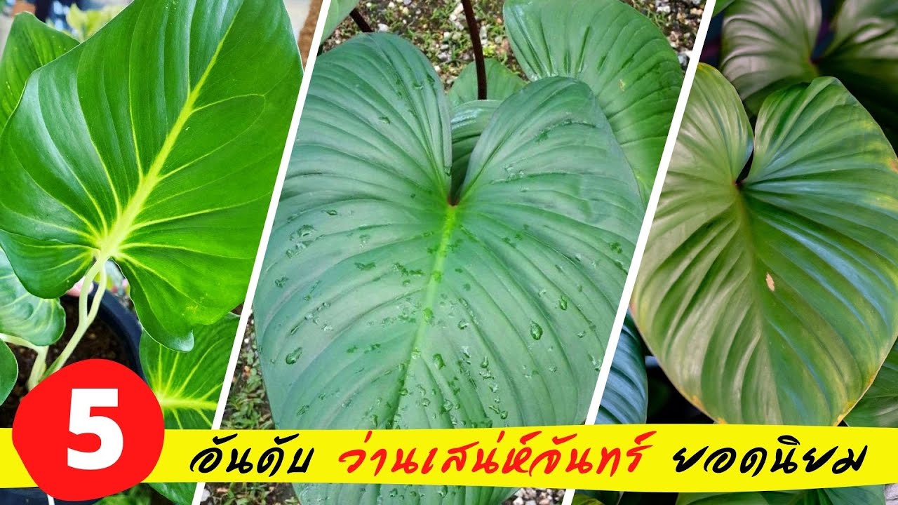 5 อันดับ “ว่านเสน่ห์จันทร์” ว่านมงคล ต้นไม้มงคลยอดนิยม เมตตามหาเสน่ห์แรง แห่งปี  ปลูกแล้วรวยเฮง