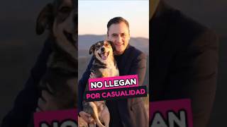 🐶Tu PERRO NO LLEGÓ por CASUALIDAD