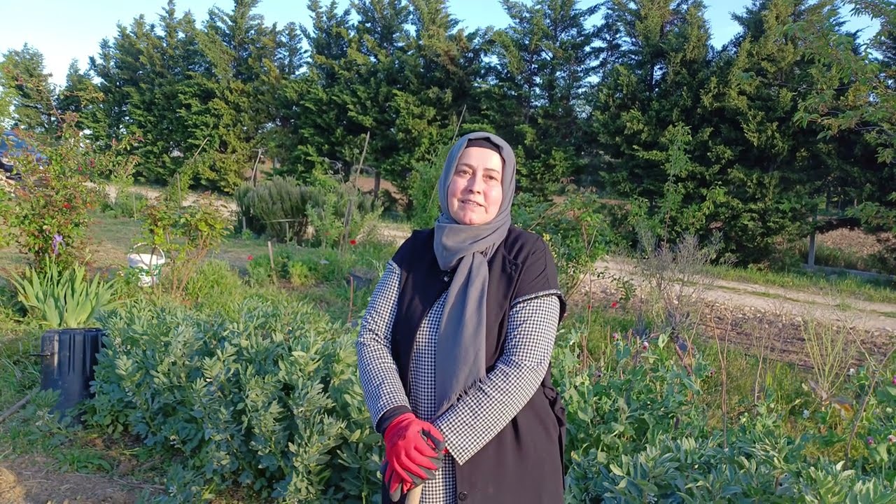 Domates Çukuruna Bunları Atın, Verimi Artırın