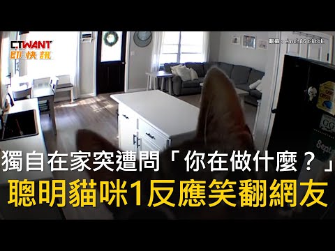 CTWANT 生活趣聞 / 獨自在家突遭問「你在做什麼？」　聰明貓咪1反應笑翻網友