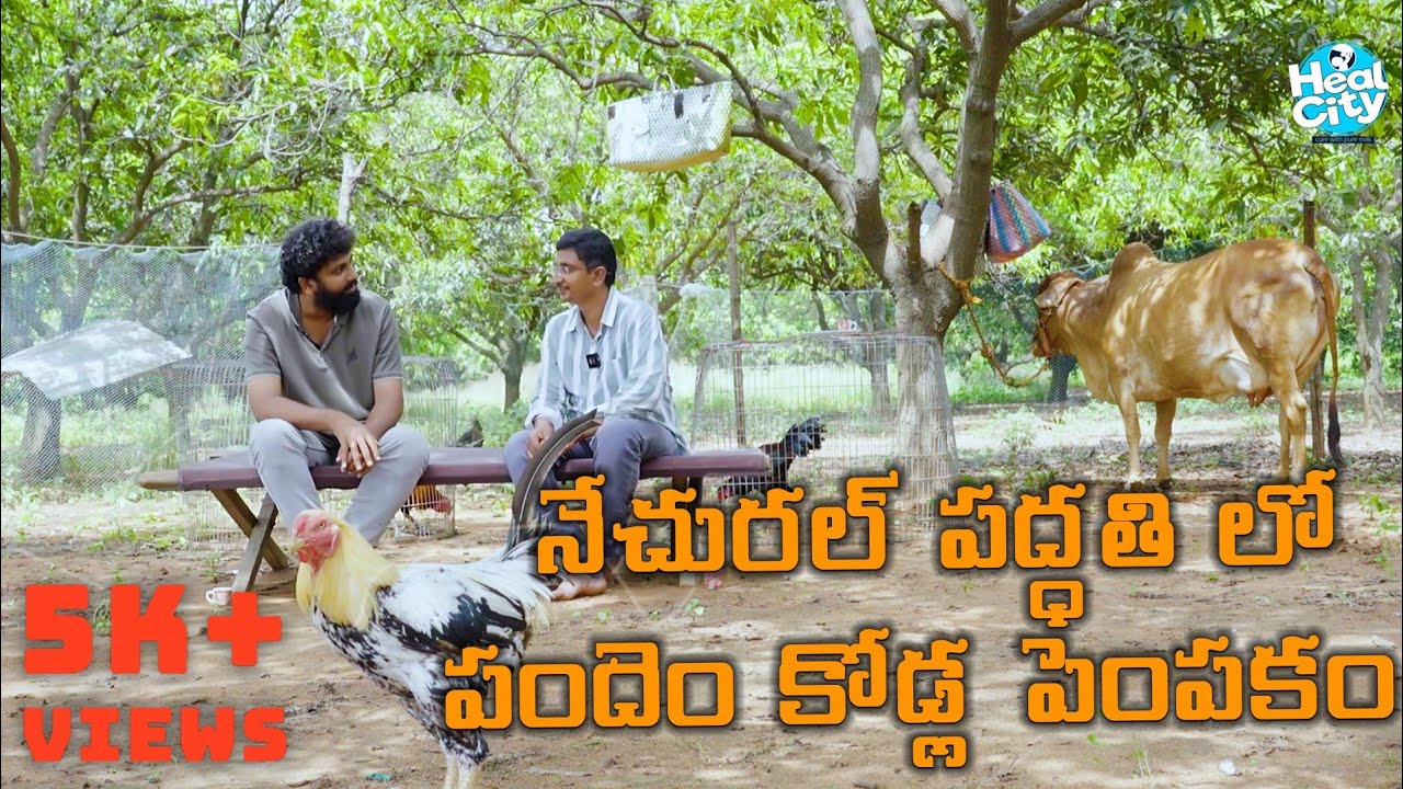 Pandem Kodulu & Naatu Kodulu Farm Visit | Farmers Learning Session | Day 95 of 220 days challenge 