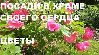 Пение Пеночки Исцеляет Нервы А Фантастическое Цветение Излучает Любовь,Энергию Счастья И Красоту.