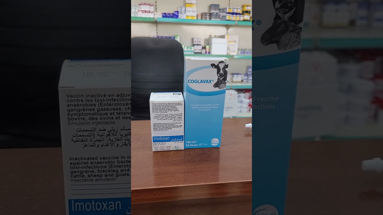 التسمم المعوى فى الاغنام والحيران