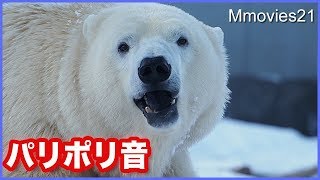 なにこれ♡透き通る氷の器をパリポリかじって楽しむホッキョクグマ リラ Polar Bear enjoy ice