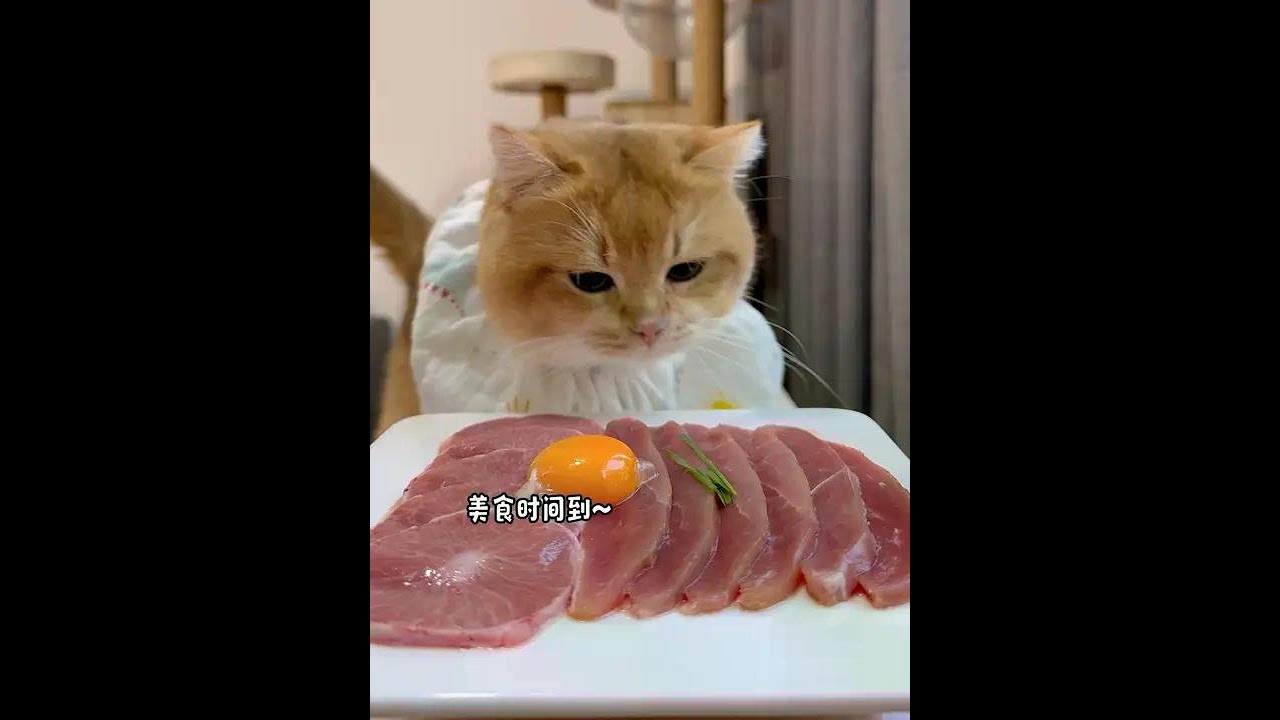 Big meat slices # The cat is most active in eating # foodie cat # video of a cat eating # cat that