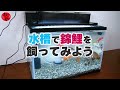 水槽で楽しむ錦鯉（NISHIKIGOI）
