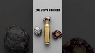 Geco Express .308 winchester retrieved from a large Wild Boar!