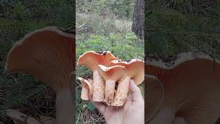 Kanlica Mantari Salmoni̇colorbolu