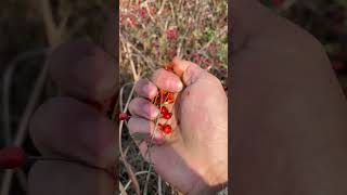 Immersive Voice Control For Eating Wild Fruit Delicacies