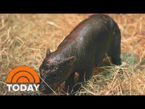 Fullsend Cbd Gummies [ZLuUYbiCsl]