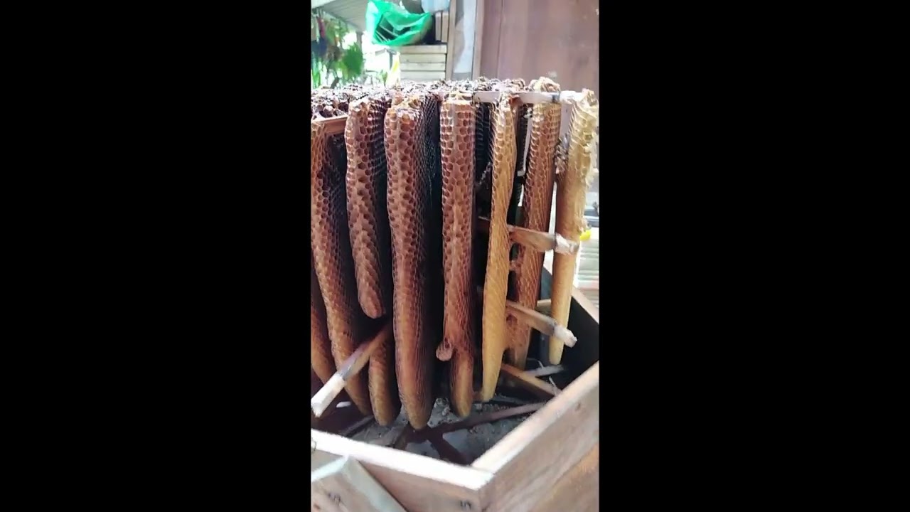 destapamos una Colmena Nicarao que murió :(