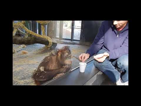monkey Sees   a magic trick
