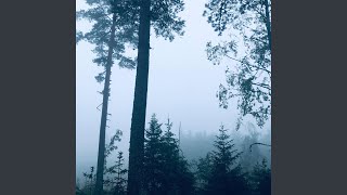 A Walk in the Forest