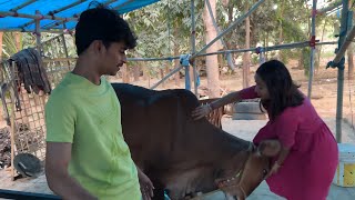 Patak diya gaay 🐄 ne pooja ko 😂😂