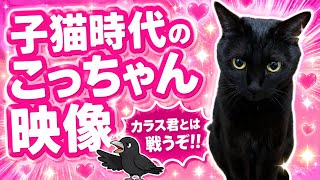 可愛すぎる子猫時代からの…カラス君とガチ対決するまで全部見せます😻【しゃべる猫】