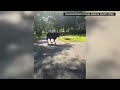 Officers lasso loose 1,500-pound bull in Alabama neighborhood