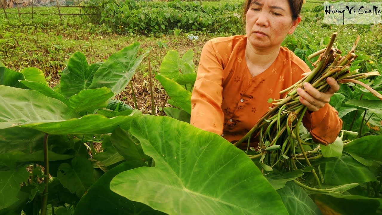 Making Vietnamese Taro Root Stems Soup With Pork Ribs Special Dish Of