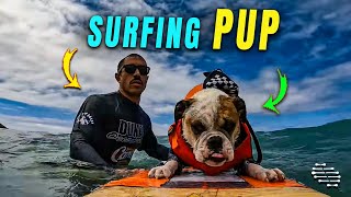 Surfing Bulldog Catching Some Waves