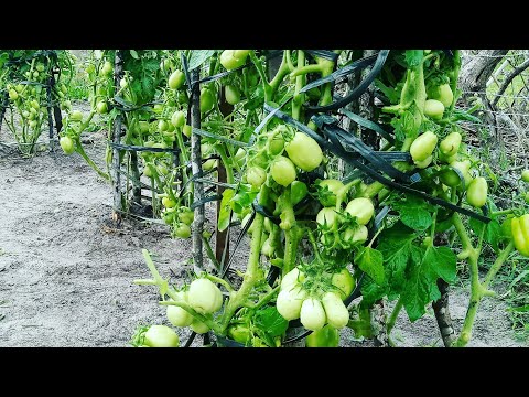 Vídeo: Molde Da Folha Ou Mancha Marrom - Uma Doença Dos Tomates Em Estufas