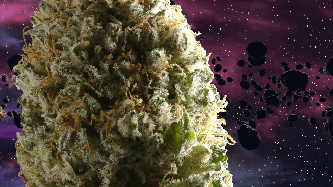 Area 41 Cannabis From Alien Labs