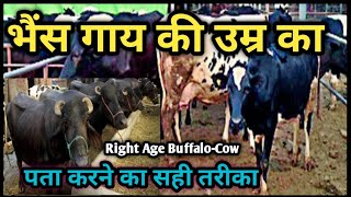 भैंस-गाय खरीदते समय उनकी उम्र का पता कैसे करें?||How to know the right age of Buffalo and Cow