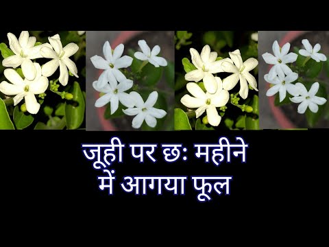 वीडियो: कौन से फूल शोक माने जाते हैं