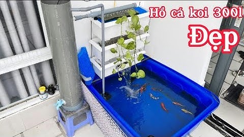 Hồ Cá Koi 300l Mới Setup Đẹp - Lọc 1 Ống Lắng 200 Và Bakki Nước Siêu Trong.Hồ Em Phú Ở Cà Mau.