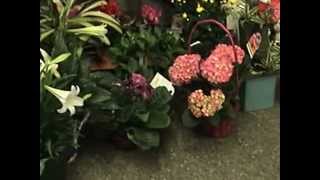 Easter at A New Leaf Flowers and Gifts 4106 Monona Dr, Madison, WI 53716