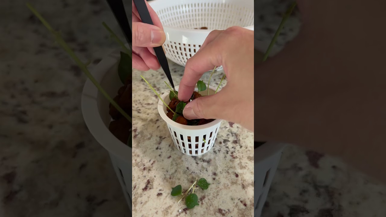 Hoya Curtisii Prop (Short) 