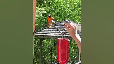 Baltimore Oriole special day