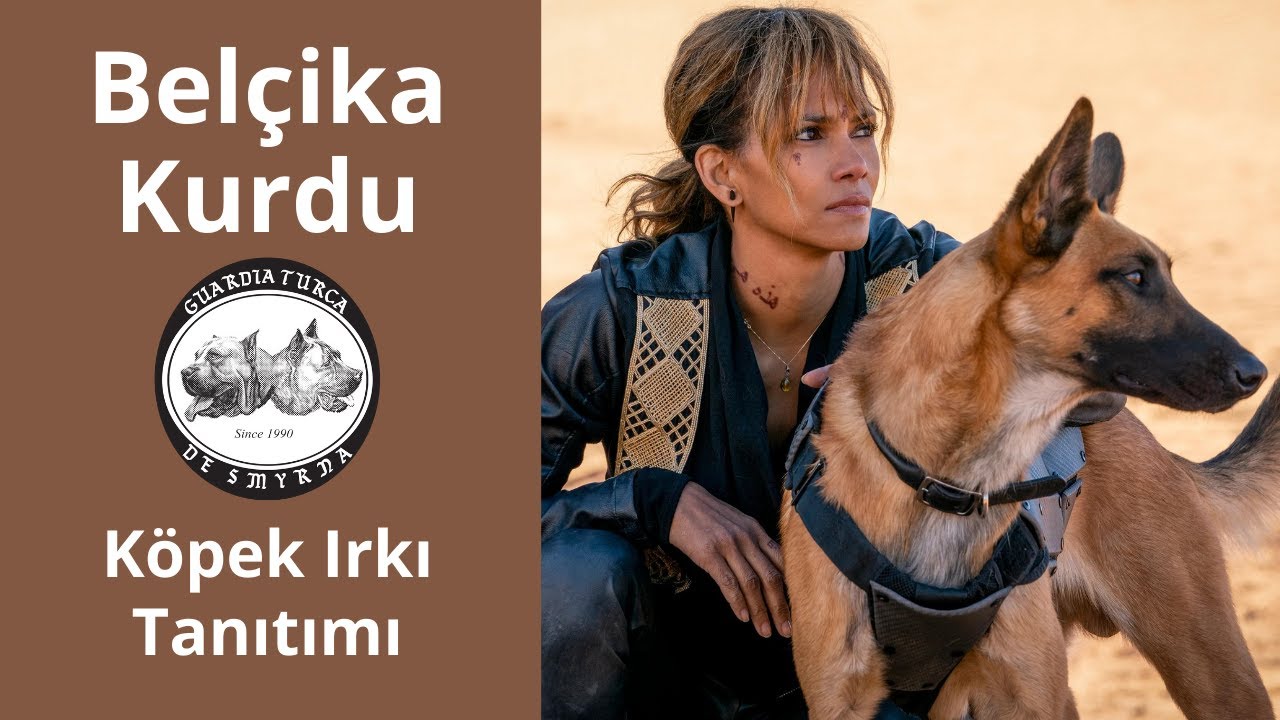 Bunlar Köpek Olamaz! - Belçika Kurdu (Belçika Malinois) Köpek Irkı Tanıtımı