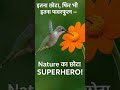 “दुनिया का सबसे छोटा पक्षी… #hummingbird #factswitharsh #factsinhindi #facts #viralchallenge