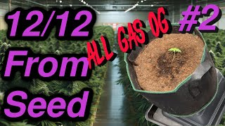 12/12 From Seed Grow All Gas OG: Saat direkt in die Erdmischung und kritische Worte zum Zelt | EP2