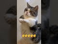 NIDA OMER 1.1.M VIEWS FOR 1 HOUR #cat #pets #cutecat #subscribemychannel